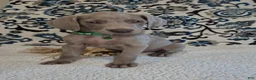 Weimaraner dogs for sale: Chuck - Ad 2
