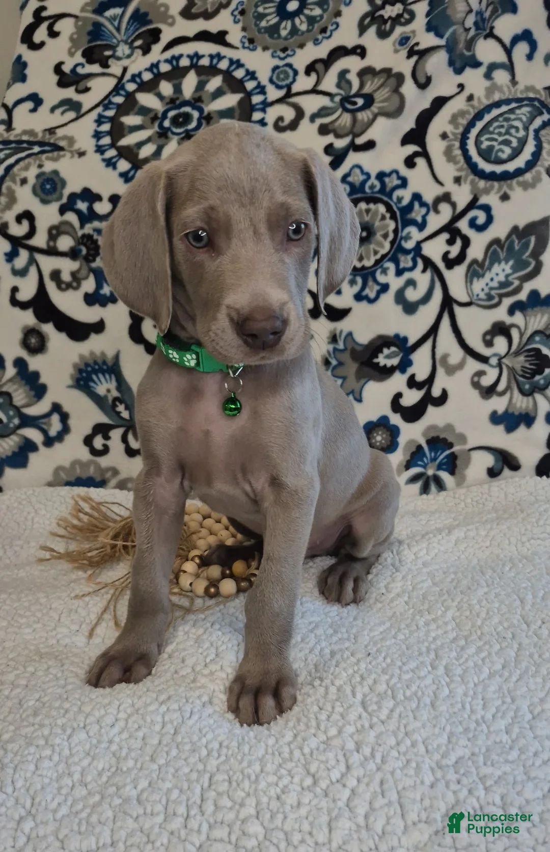 Weimaraner dogs for sale: Chuck - Ad 2