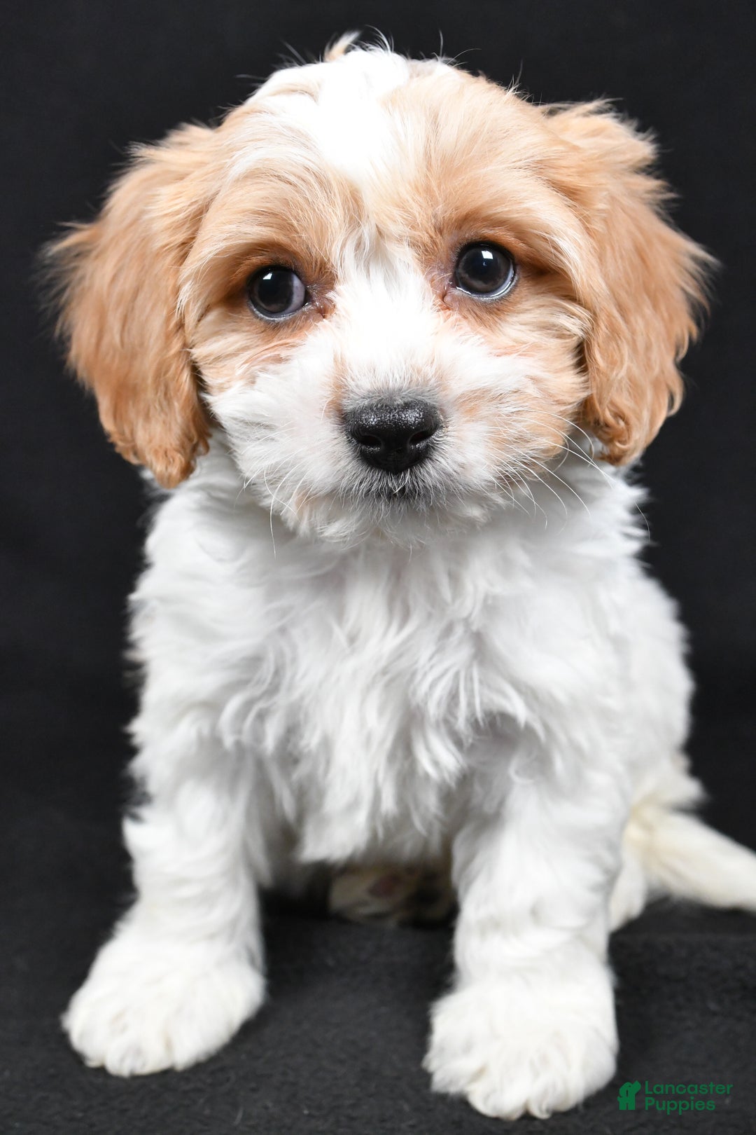 Cavachon dogs for sale: Oscar - Ad 6