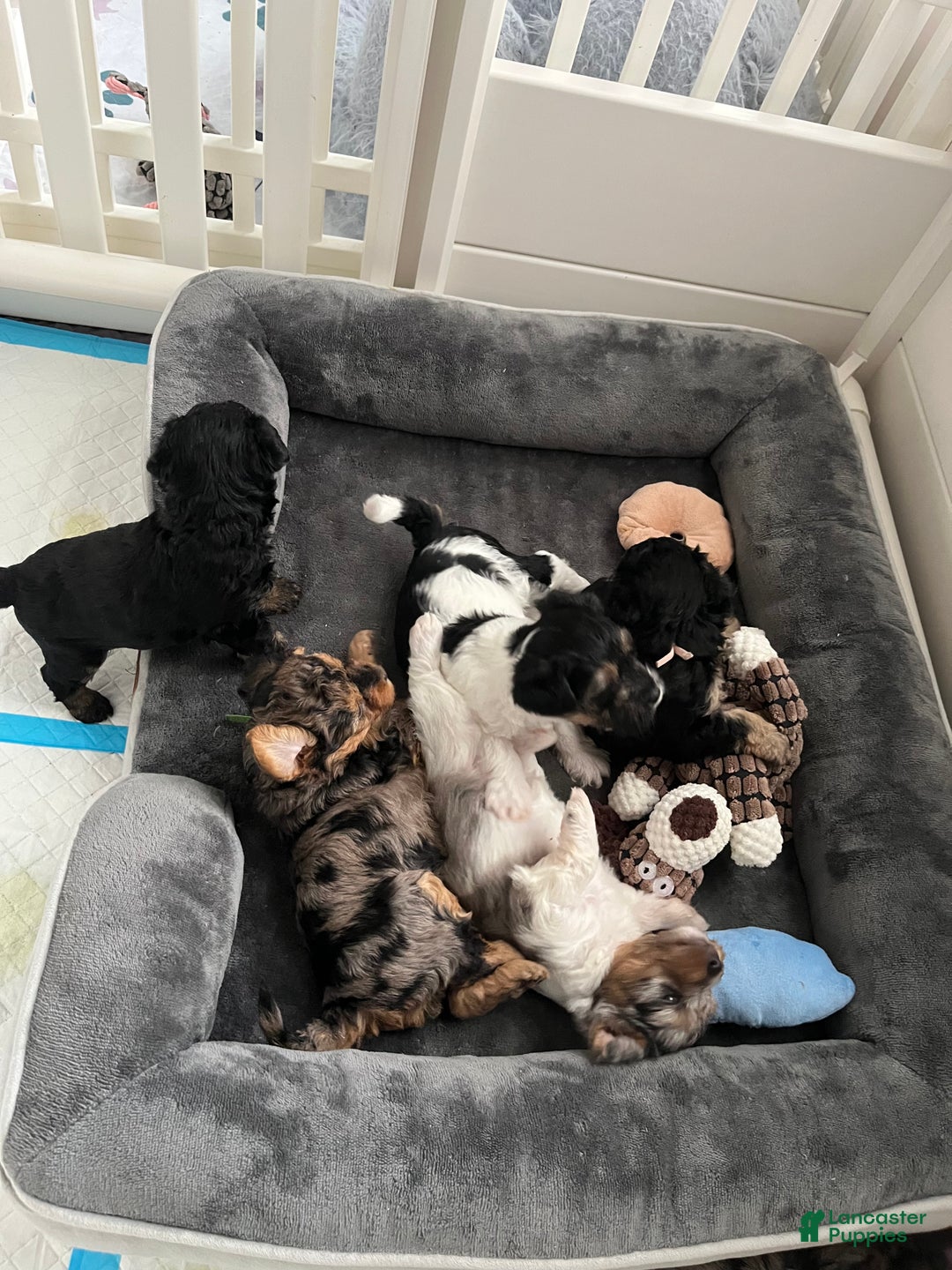 Gallery Image {{count}}