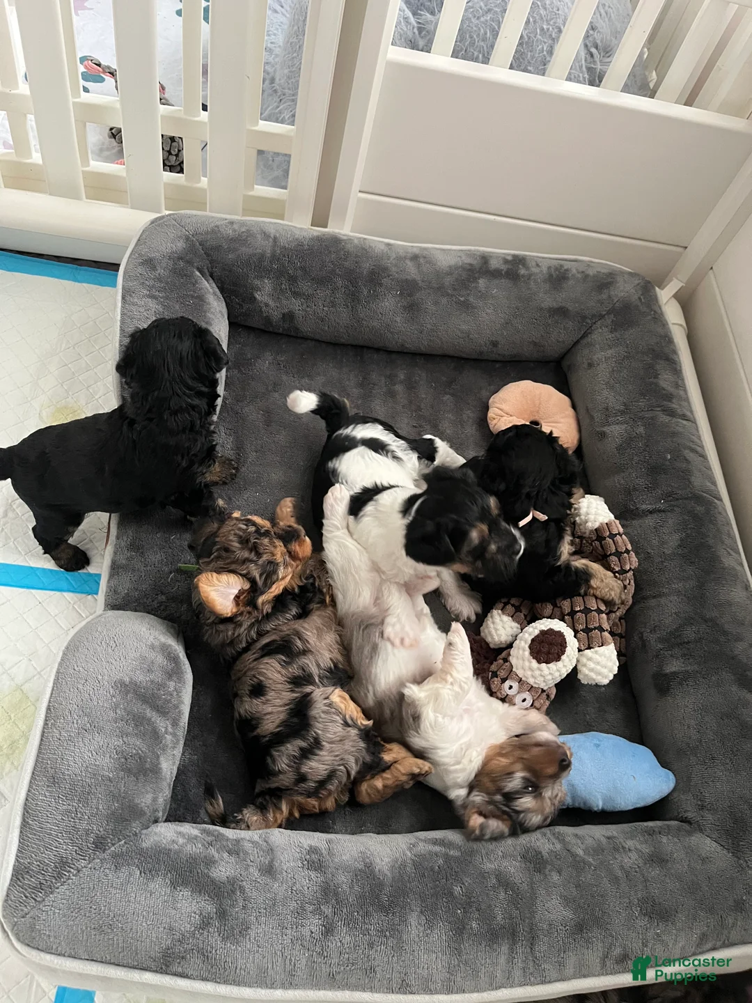 Gallery Image {{count}}