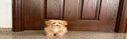 Maltipoo dogs for sale: Maltipoo Male Puppy 2 - Ad 5