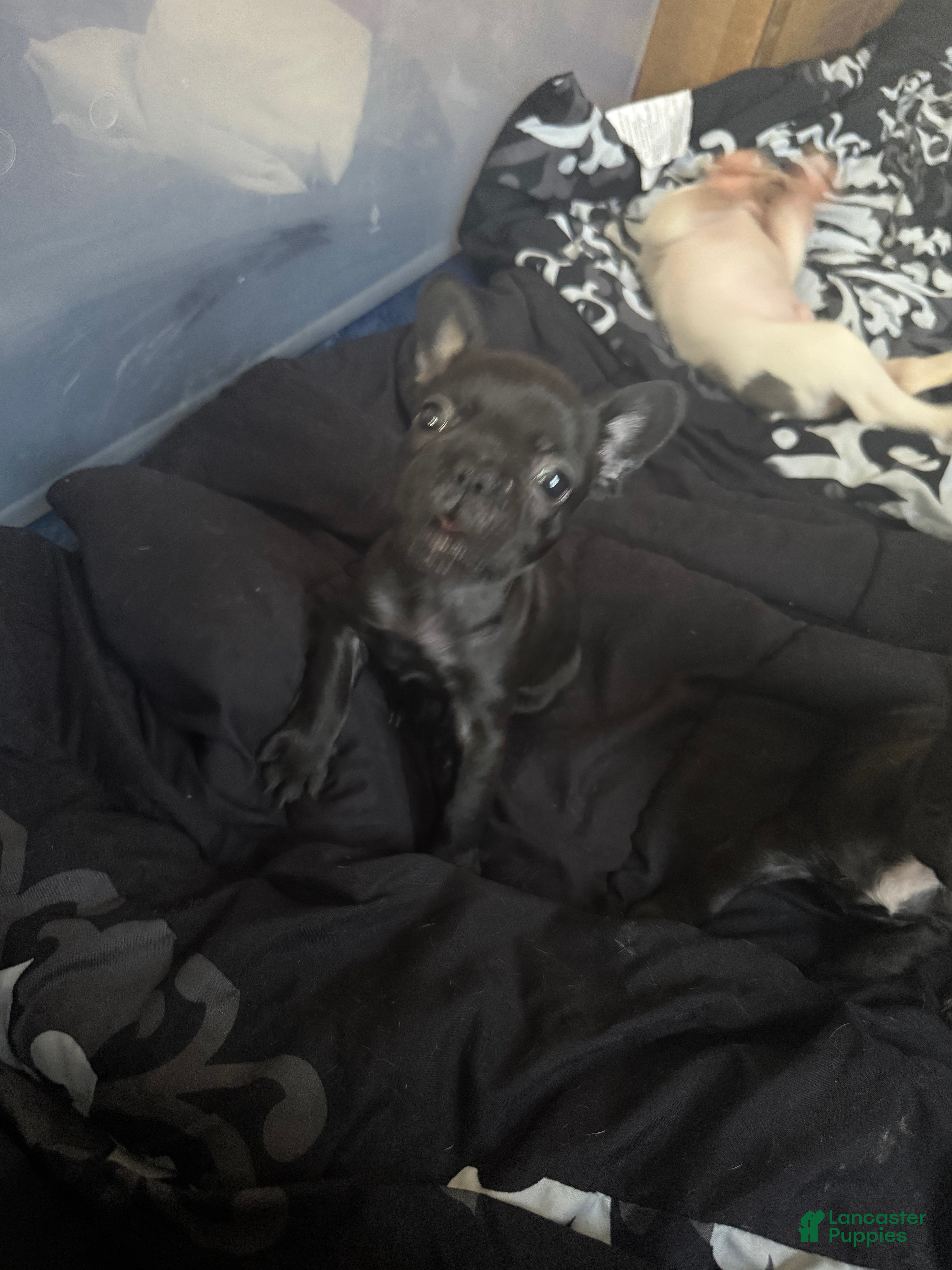 French Bulldog dogs French Bulldog 6 - Ad 42