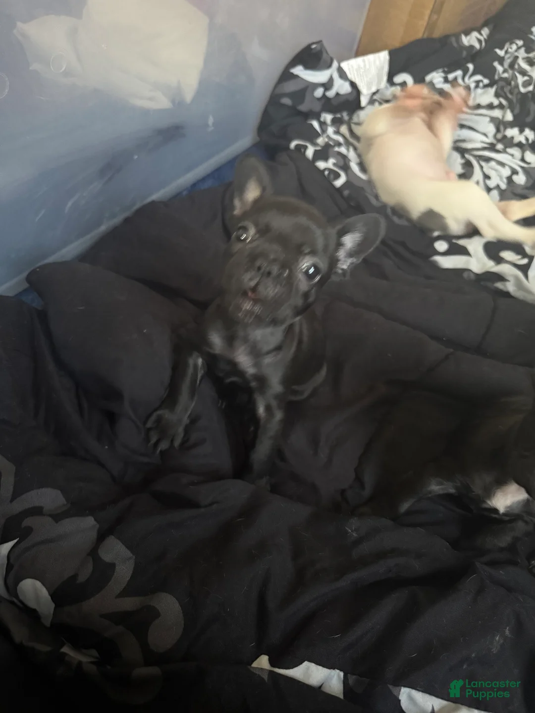 French Bulldog dogs for sale: French Bulldog 6 - Ad 1