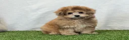 Bichpoo dogs for sale: Kona - Ad 4