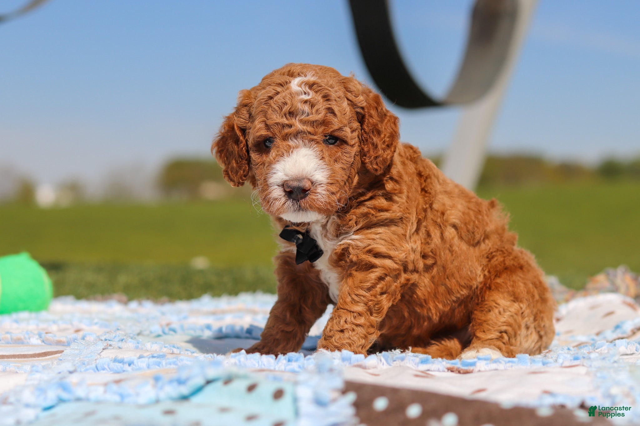 Mini Goldendoodle dogs for sale: Cade - Ad 4