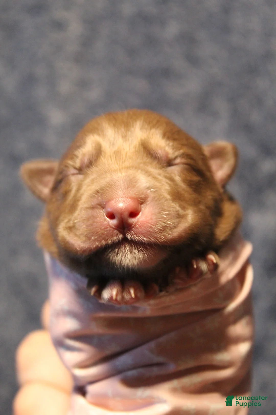 Gerberian Shepsky dogs for sale: 1 Pink - Ad 12