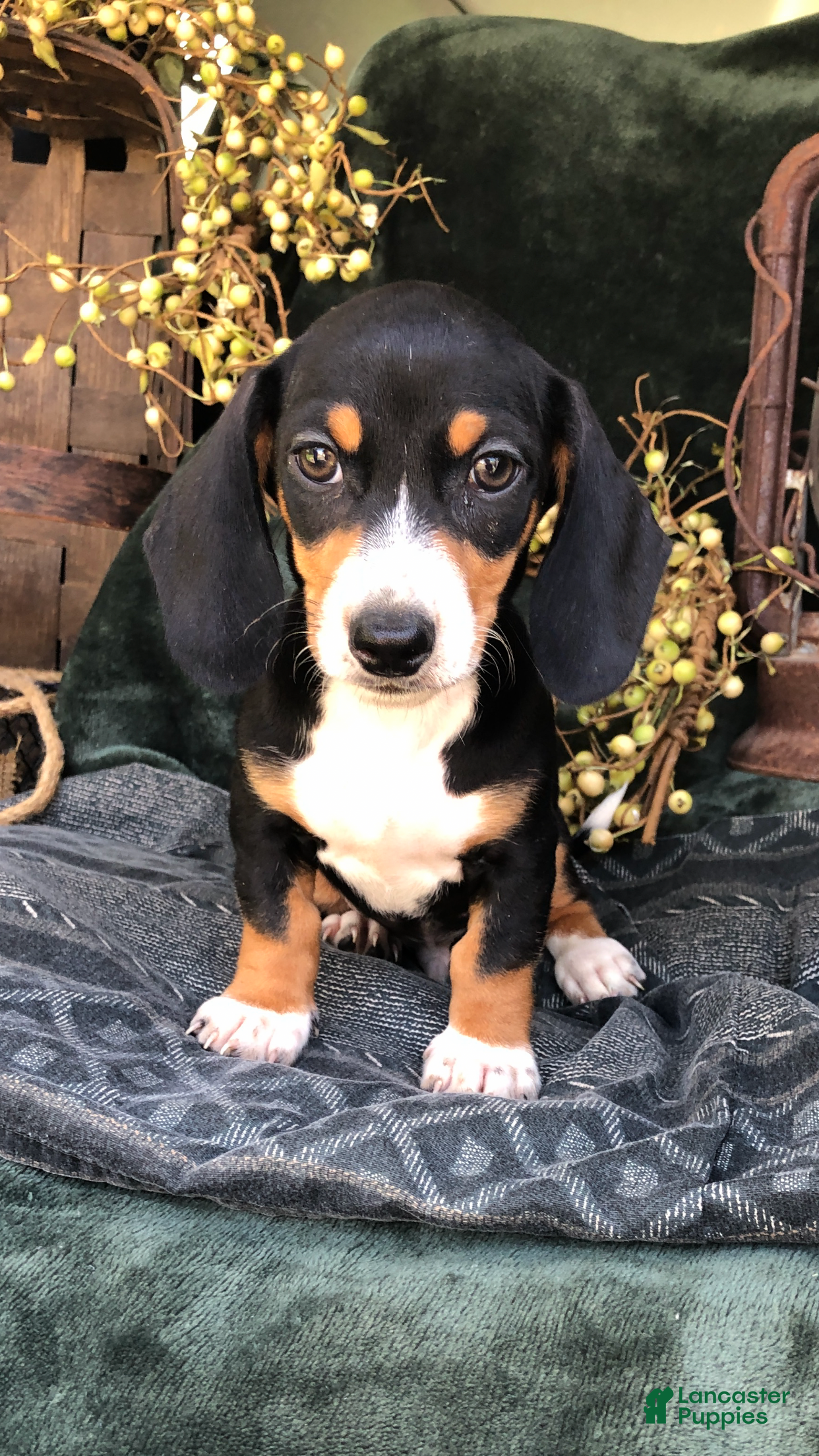 Miniature Dachshund dogs for sale: Dempsey - Ad 1