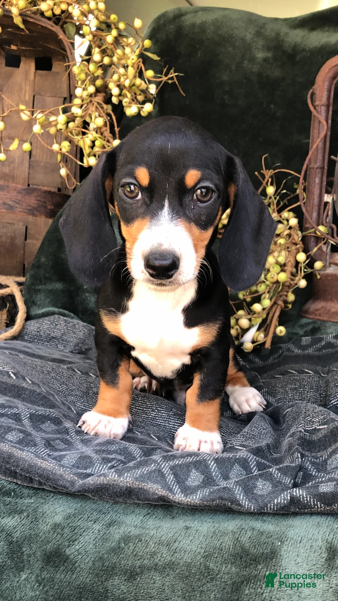 Miniature Dachshund dogs for sale: Dempsey - Ad 1