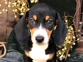 Miniature Dachshund dogs Dempsey - Ad 9