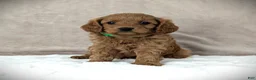 Cavapoo dogs for sale: Toby - Ad 2