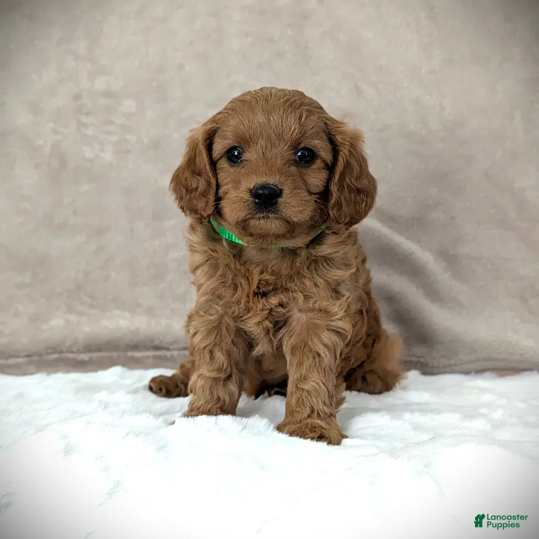 Cavapoo dogs for sale: Toby - Ad 2