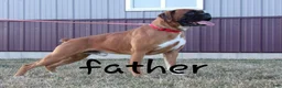Boxer dogs for sale: Emerson  - Ad 7