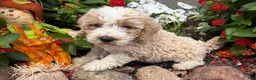Miniature Poodle dogs for sale: Toby - Ad 1