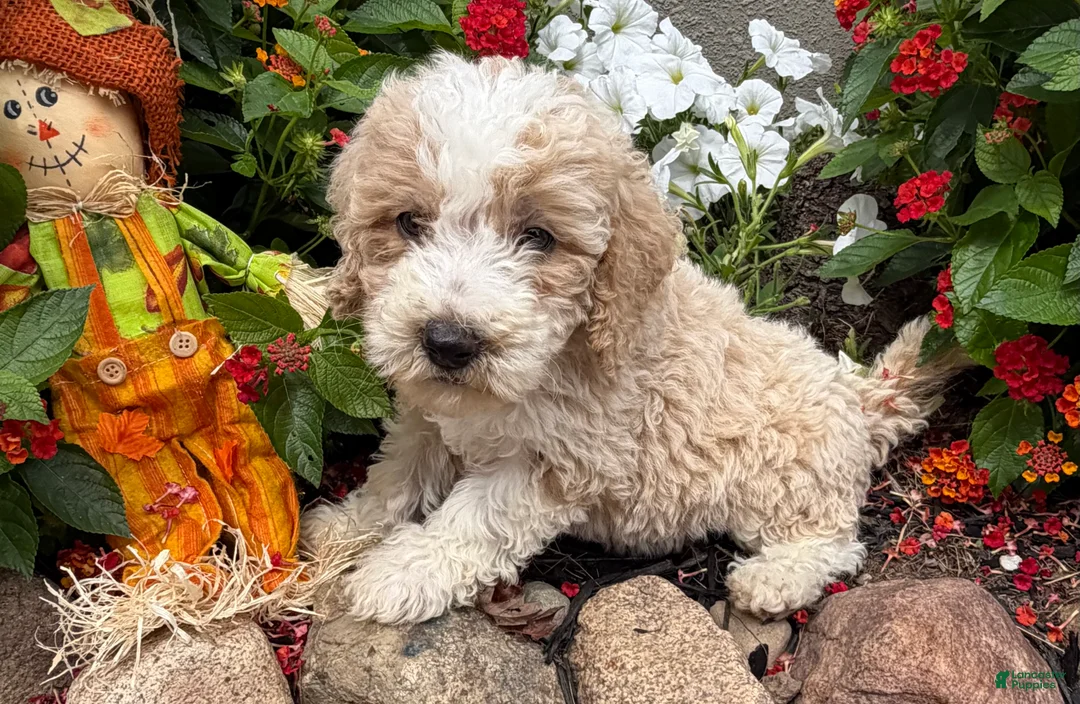Miniature Poodle dogs for sale: Toby - Ad 1
