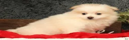 Pomeranian dogs for sale: Chief - Ad 9