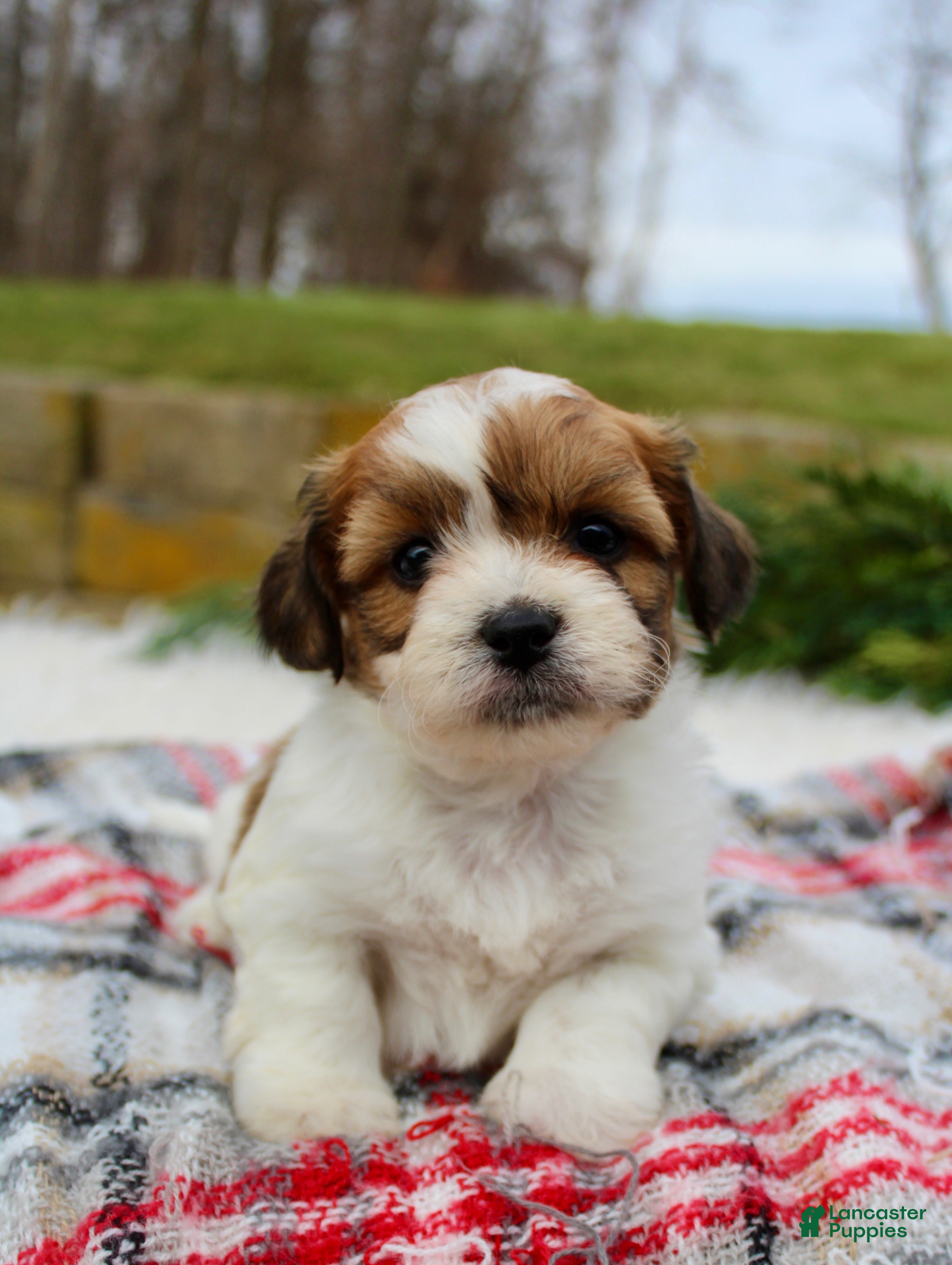 Teddy Bear dogs Teddy Bear Puppy 2 - Ad 27