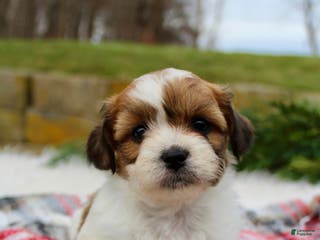 Teddy Bear dogs Teddy Bear Puppy 2 - Ad 27