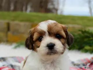 Teddy Bear dogs Teddy Bear Puppy 2 - Ad 6