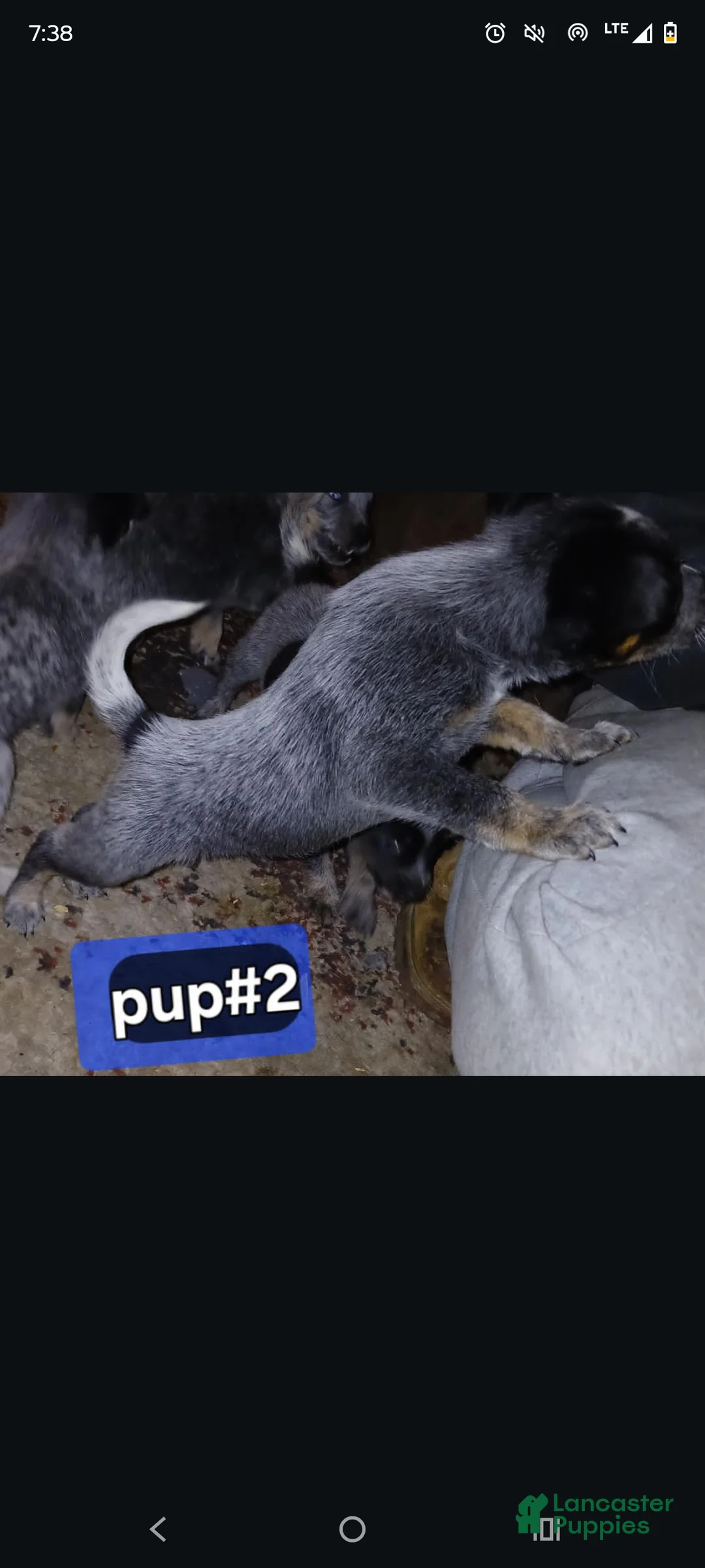 Australian Cattle Dog dogs for sale: Australian Cattle Dog Puppy 2 - Ad 2