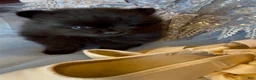 Pomeranian dogs for sale: Wednesday  - Ad 10