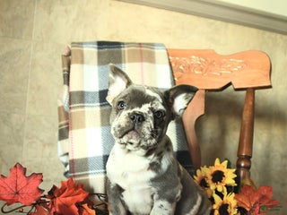 French Bulldog dogs - Ad 38