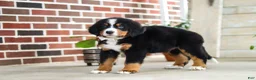 Bernese Mountain Dog dogs for sale: Caleb - Ad 9