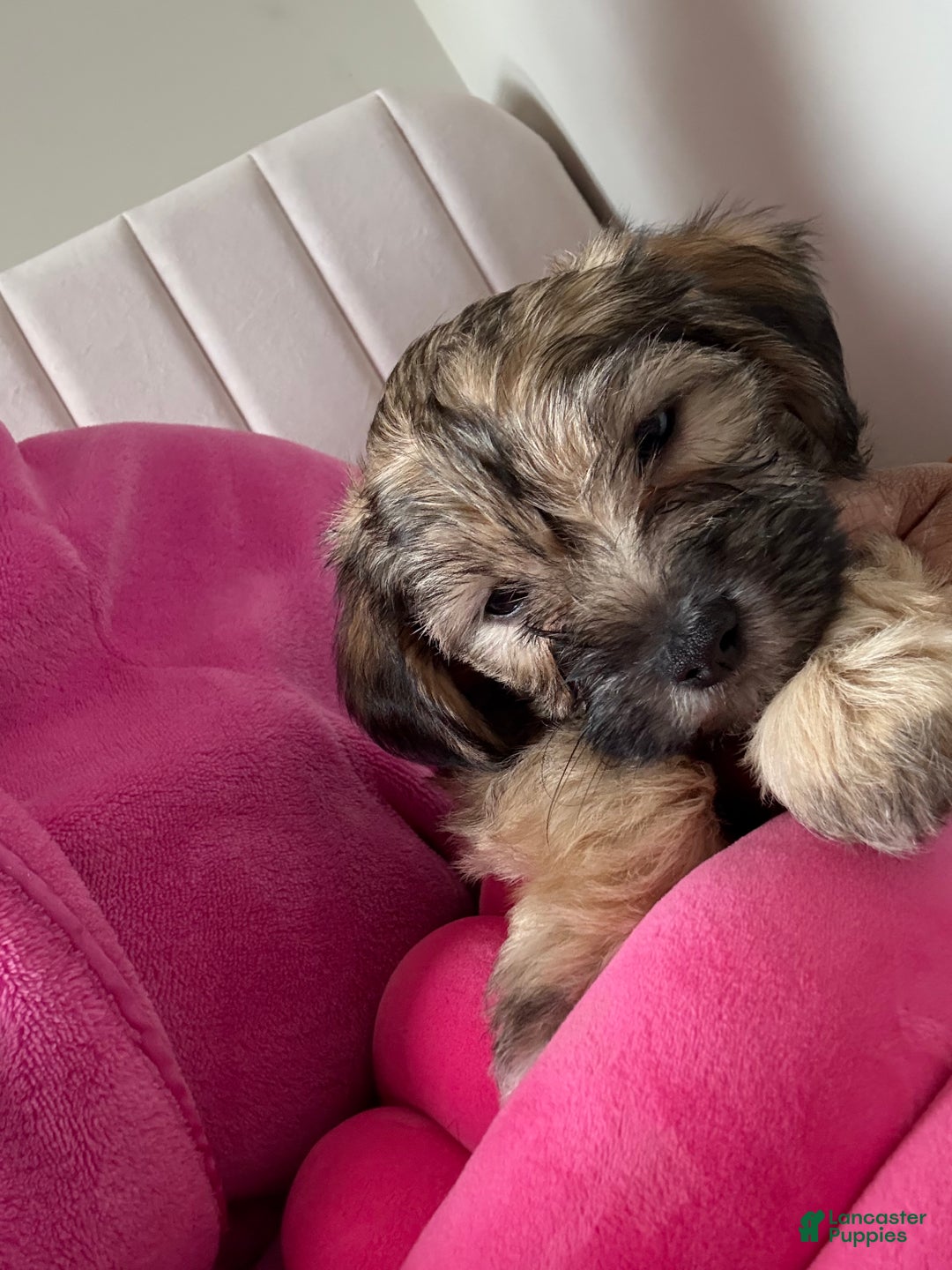 Morkie dogs for sale: Zarah  - Ad 3