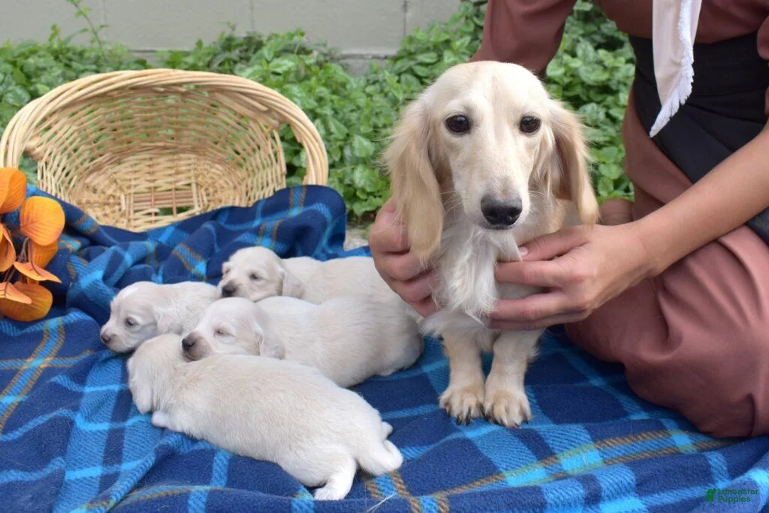 Miniature Dachshund dogs for sale: Buttercream - Ad 8