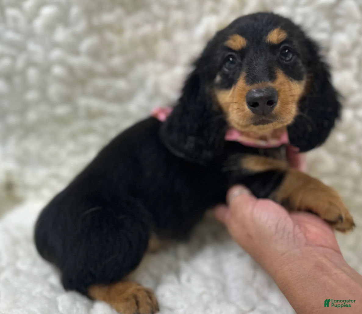 Mixed Breed dogs Sadie - Ad 1