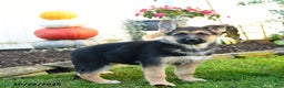 German Shepherd dogs for sale: Villian - Ad 2