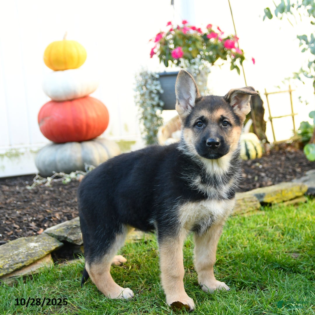 German Shepherd dogs for sale: Villian - Ad 2