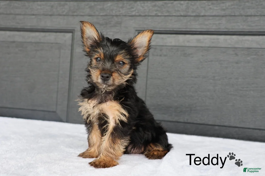 Yorkshire Terrier dogs for sale: Teddy - Ad 4