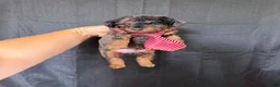 Miniature Poodle dogs for sale: Akc Clear genetics Blue Merle Phantom Boy 💙 - Ad 10