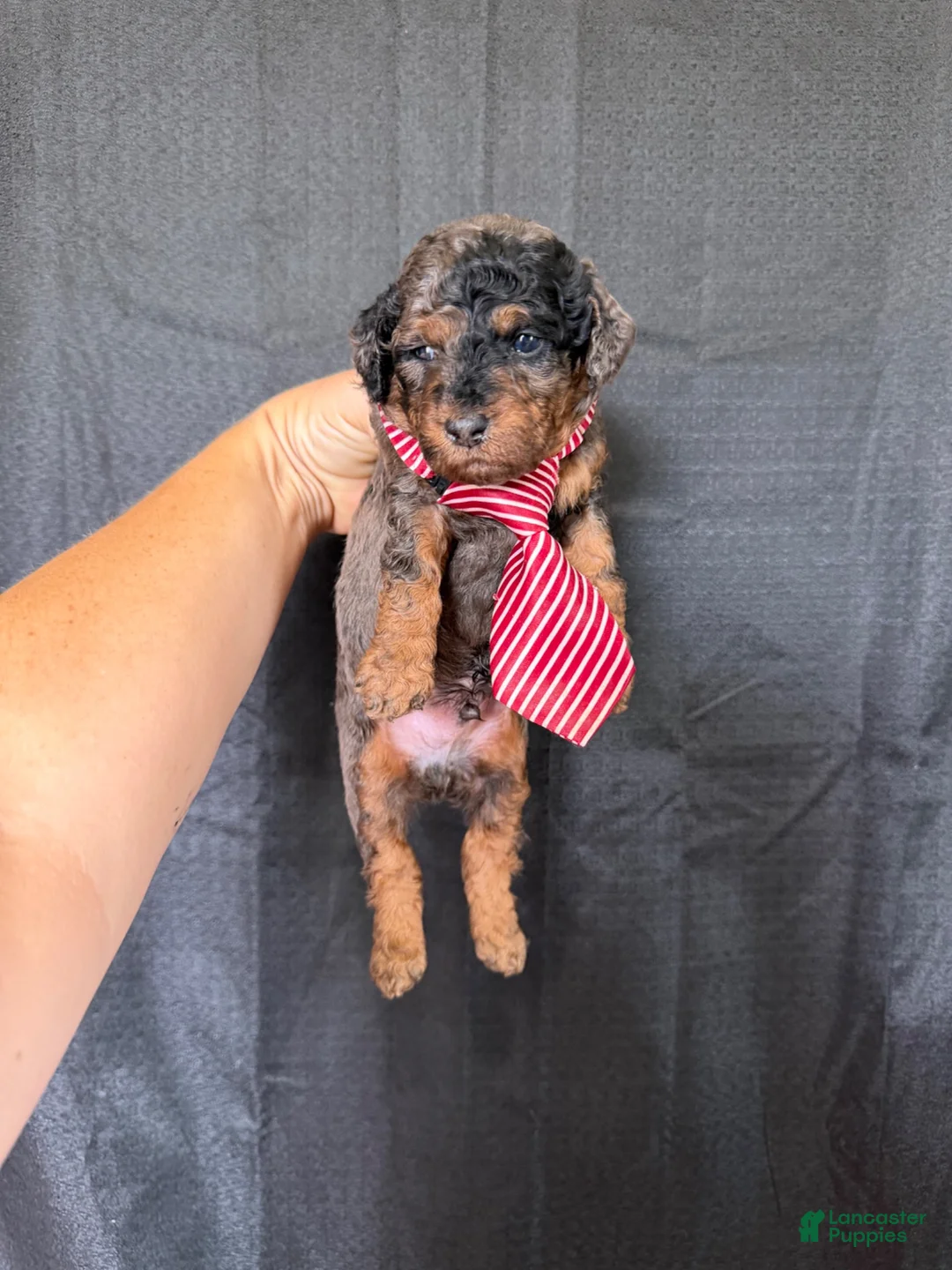 Miniature Poodle dogs for sale: Akc Clear genetics Blue Merle Phantom Boy 💙 - Ad 10