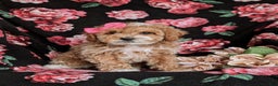 Cavapoo dogs for sale: Alyssa 10 lbs Full Grown - Ad 3