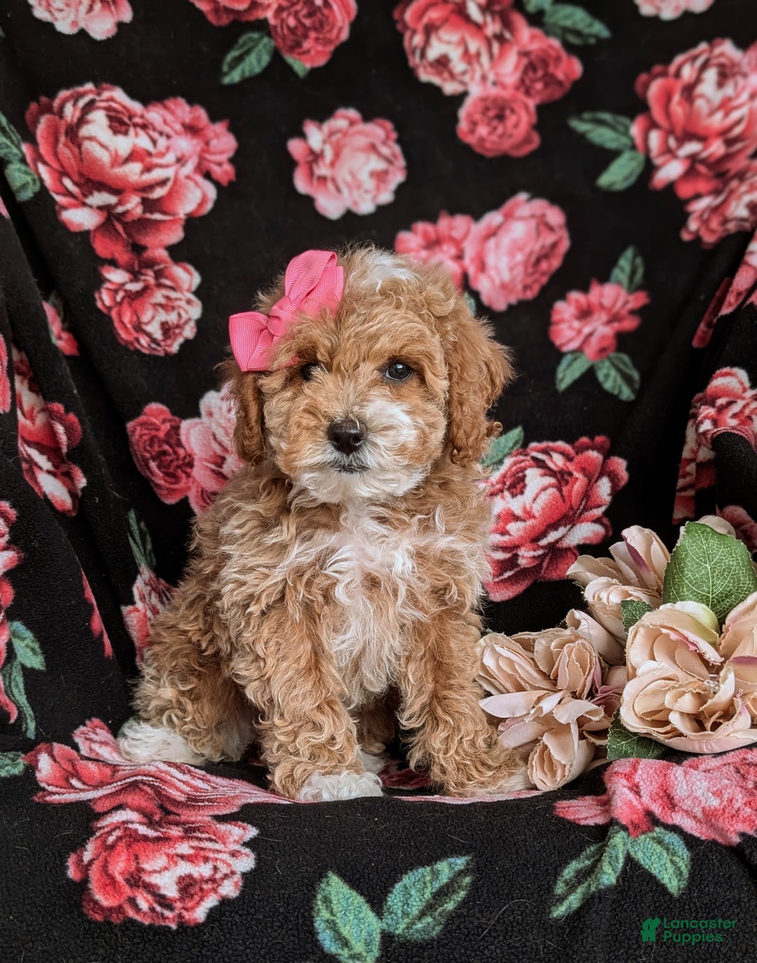 Cavapoo dogs for sale: Alyssa 10 lbs Full Grown - Ad 3