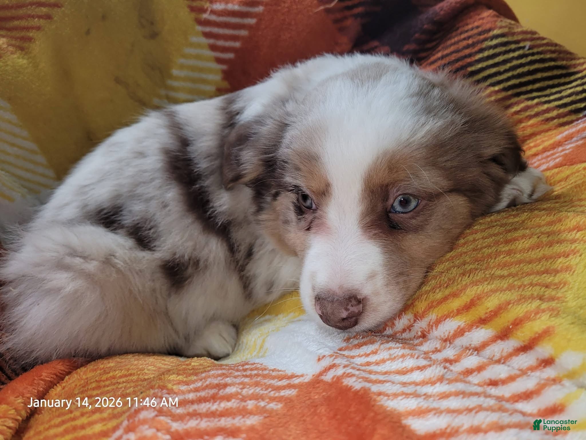 Miniature Australian Shepherd dogs Miniature Australian Shepherd Puppy 1 - Ad 1