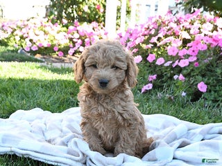 Miniature Labradoodle dogs - Ad 20