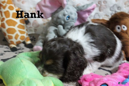 Cocker Spaniel dogs for sale: Hank - Ad 2
