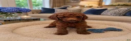 Standard Poodle dogs for sale:  Jasper  - Ad 2