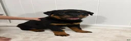 Rottweiler dogs for sale: Lady - Ad 1