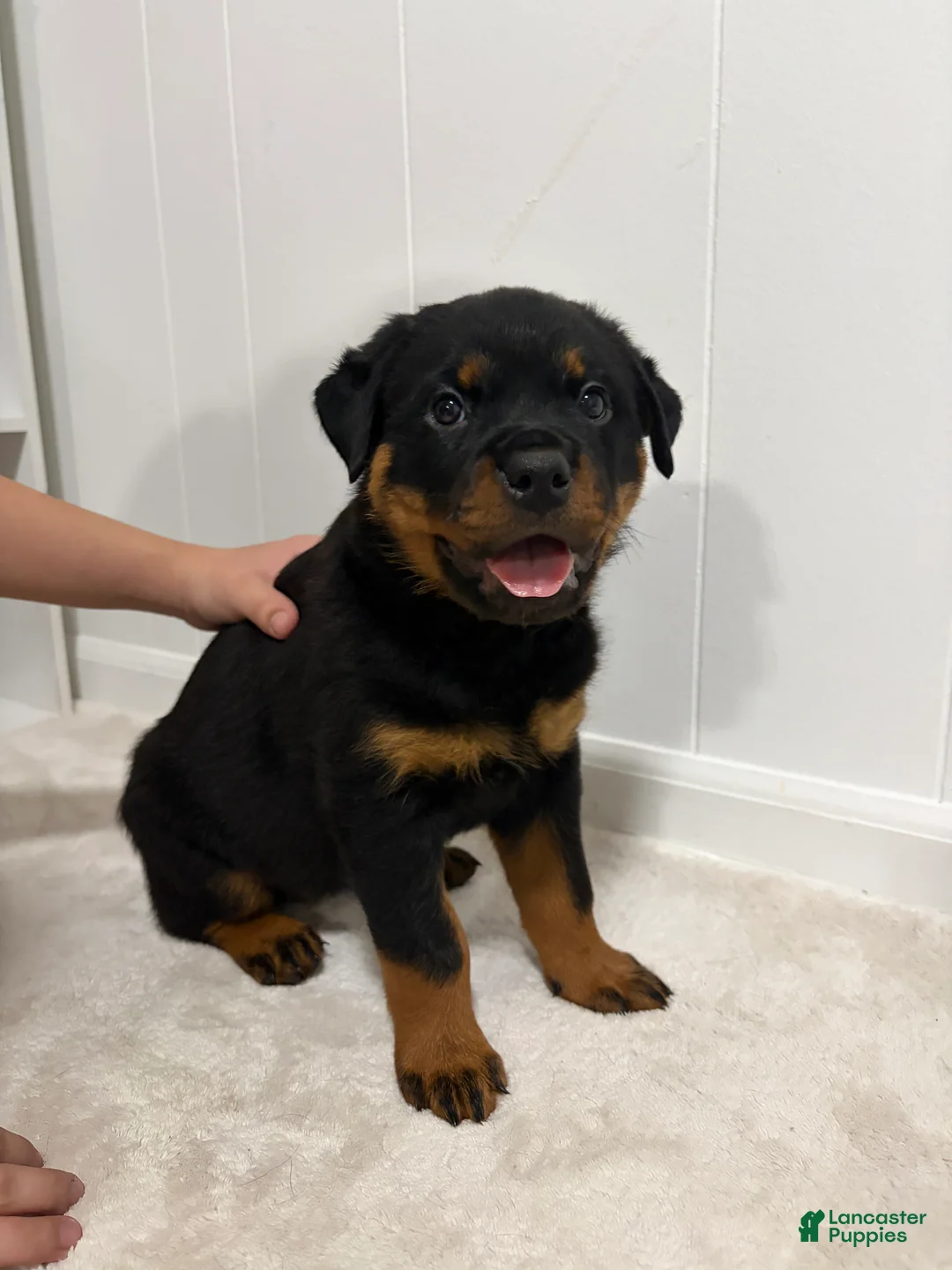 Rottweiler dogs for sale: Lady - Ad 1