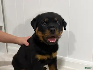 Rottweiler dogs Lady - Ad 40