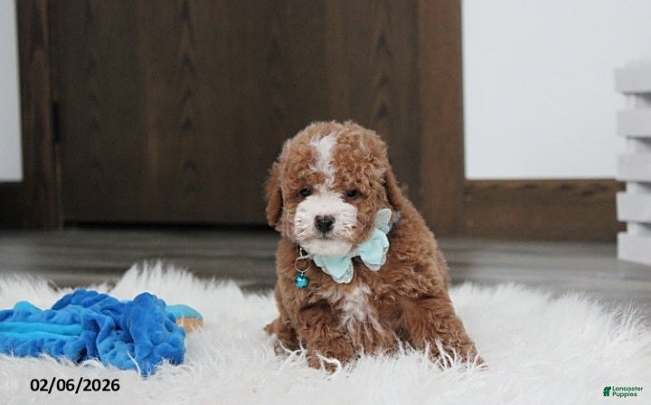 Bichpoo dogs Tyson - Ad 9