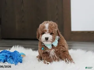 Bichpoo dogs Tyson - Ad 9