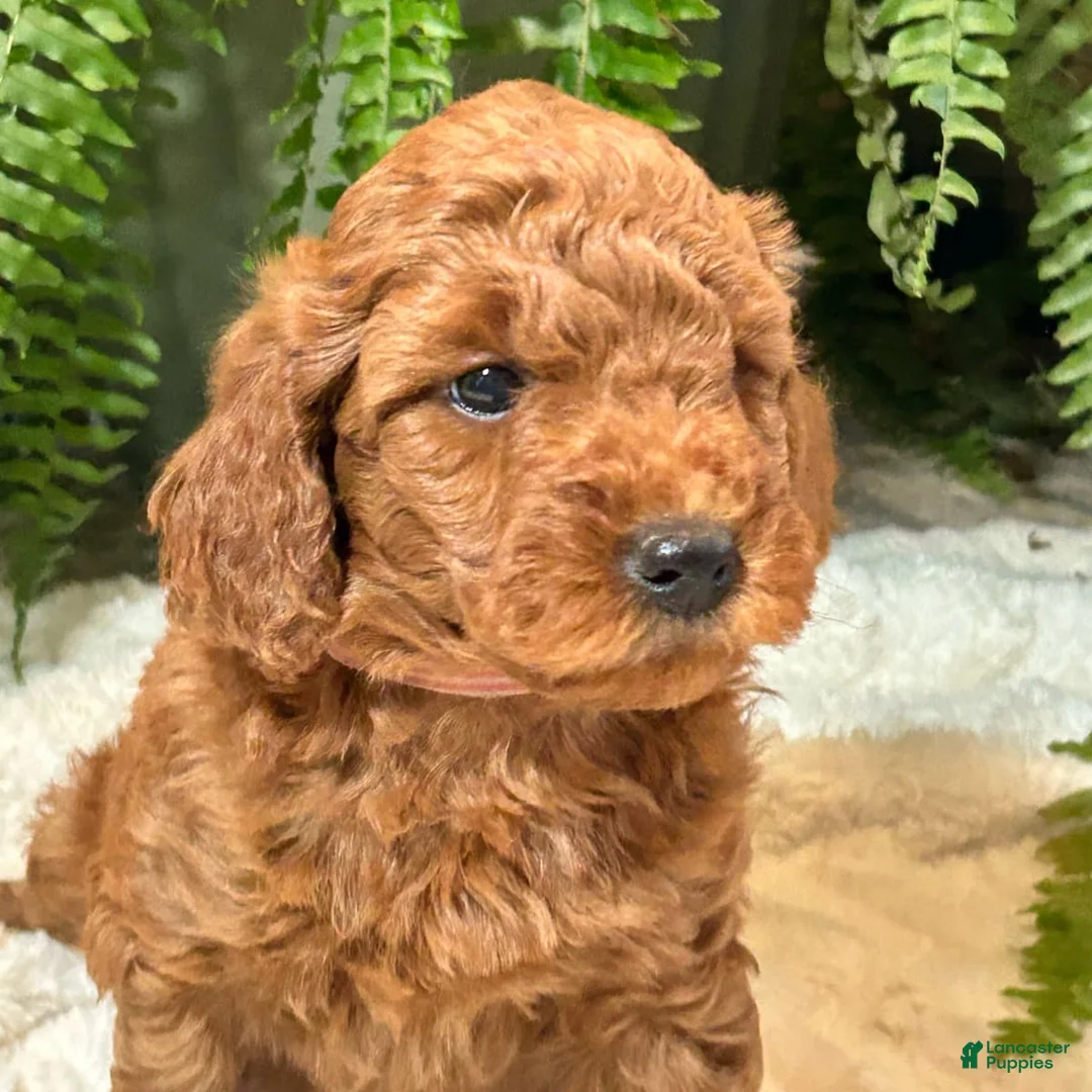 Gallery Image {{count}}