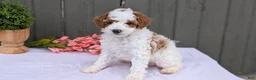 Miniature Poodle dogs for sale: Apollo - Ad 3
