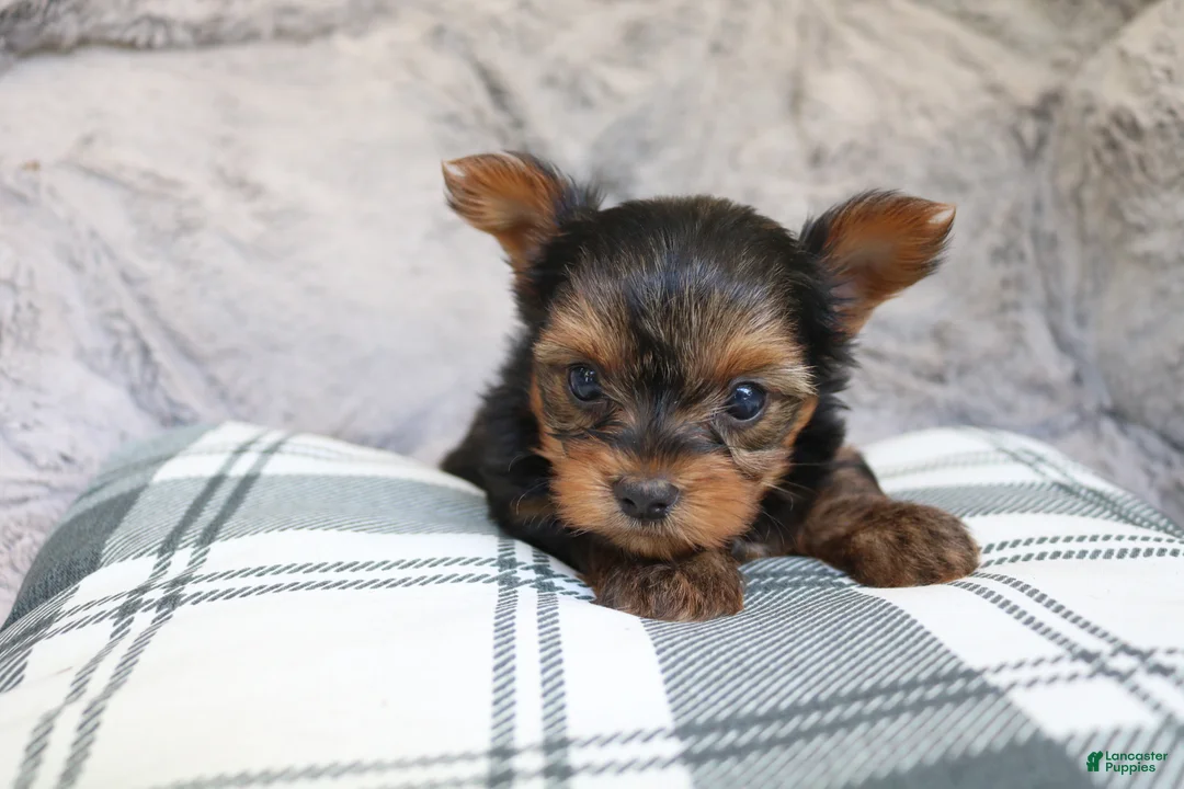 Yorkshire Terrier dogs for sale: Maddie - Ad 2