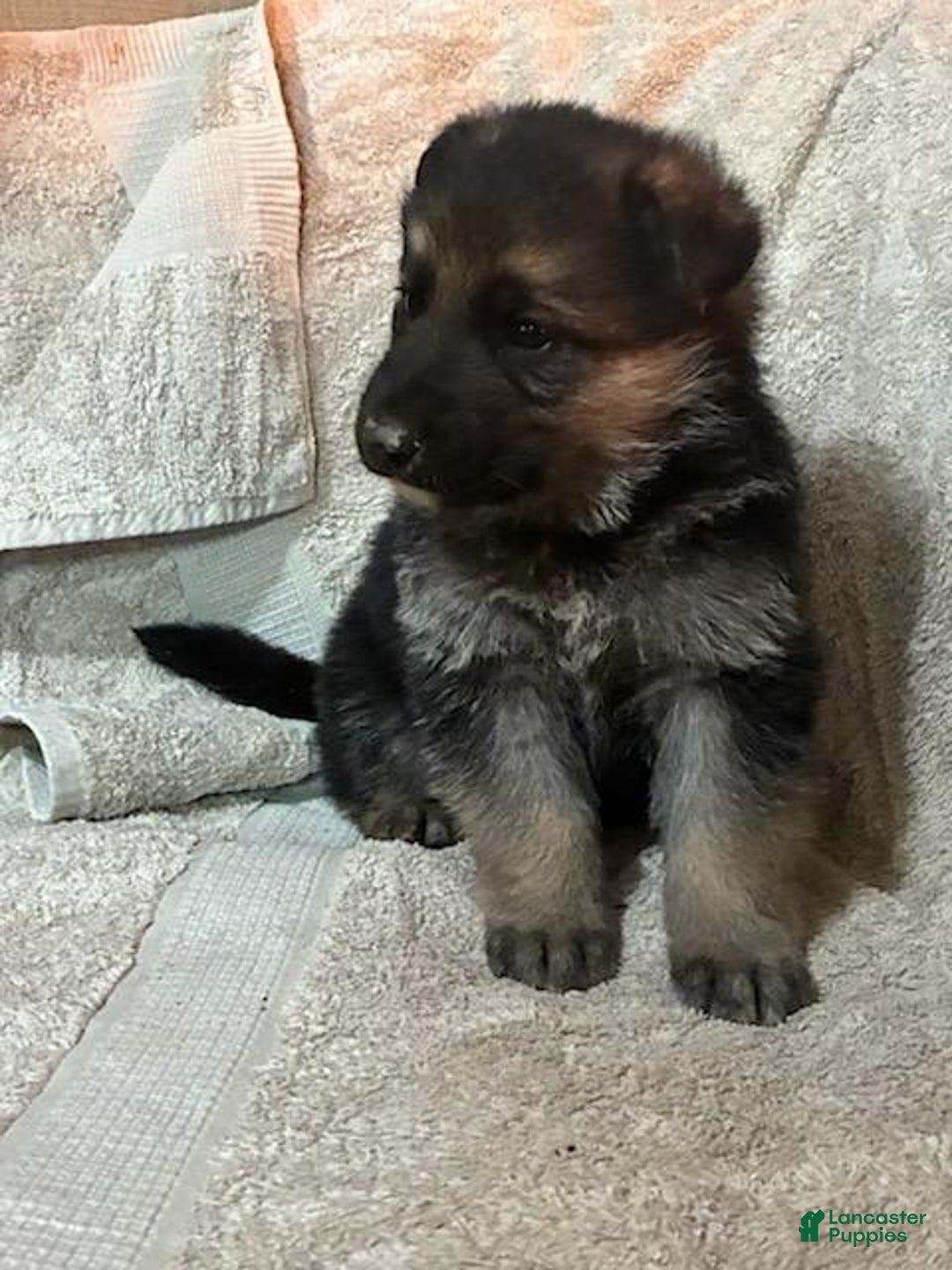 German Shepherd dogs for sale: Sawyer - Ad 7